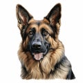 Realistic German Shepherd Face Art Illustration Royalty Free Stock Photo