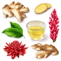 Realistic Ginger Root Spicy Set