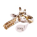 Realistic giraffe head close-up on white background.