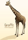 Realistic giraffe illustration standing with shadow