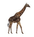 Realistic giraffe isolated on white background. Hand-drawn African animal. Savannah animals