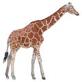 Realistic giraffe in vector