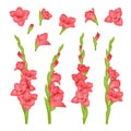 Realistic gladiolus. Colourful buds of beautiful flowers decent vector pictures set isolated