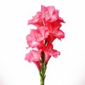 Realistic Gladiolus Photo: High Quality Isolated Image On White Background