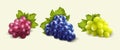 Realistic grape bunch, nature ripe berries different colors green and purple. Vineyard juicy fruits, 3d isolated