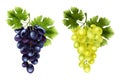 Realistic Grape Bunches Set