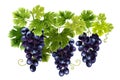 Realistic Grape Clusters Composition