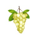 Realistic grape with leaves. Icon of white grape bunch ripe fresh. Tasty seasonal fruit wine berry