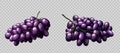 Realistic grapes bunches ripe purple berries set