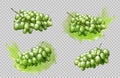 Realistic grapes bunches and splashes set isolated