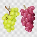 Realistic grapes isolated on transparent background. Vector bunches of red and white grapes