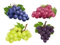 Realistic grapes. Vector set of various grape variety Royalty Free Stock Photo