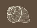 Realistic hand drawn grapevine snail shell vector