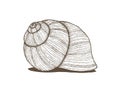 Realistic hand drawn grapevine snail shell vector