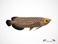 Realistic graphic design vector of arowana fish Royalty Free Stock Photo