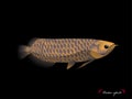 Realistic graphic design vector of arowana fish with black background Royalty Free Stock Photo