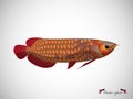 Realistic graphic design vector of red arowana on white background Royalty Free Stock Photo