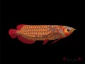 Realistic graphic desugn vector of red arowana on black background Royalty Free Stock Photo