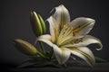 Realistic graphics of spring lilies on a white background.