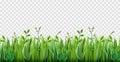 Realistic grass border. Lush strip of green lawn grass, 3d herbs isolated on transparent background, park nature plants