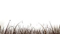 Realistic Grass Borders black grass isolated from a white background