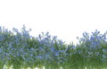 Realistic grass with flowers isolated on background. 3d rendering - illustration