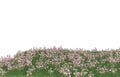 Realistic grass with flowers isolated on background. 3d rendering - illustration