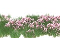 Realistic grass with flowers isolated on background. 3d rendering - illustration Royalty Free Stock Photo