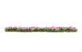 Realistic grass with flowers isolated on background. 3d rendering - illustration Royalty Free Stock Photo