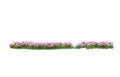 Realistic grass with flowers isolated on background. 3d rendering - illustration Royalty Free Stock Photo