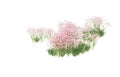 Realistic grass with flowers isolated on background. 3d rendering - illustration Royalty Free Stock Photo