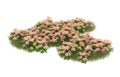 Realistic grass with flowers isolated on background. 3d rendering - illustration Royalty Free Stock Photo