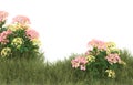 Realistic grass with flowers isolated on background. 3d rendering - illustration Royalty Free Stock Photo