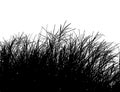 Realistic grass silhouette Vector illustration.Eps10