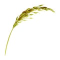 Realistic grass spikelet watercolor illustration. Cereal plant stem on white background. Hand drawn wild forest plant