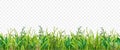 Realistic Grass Transparent Border