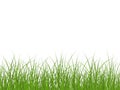 Realistic grass vector Royalty Free Stock Photo