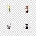 Realistic Grasshopper, Ant, Emmet And Other Vector Elements. Set Of Insect Realistic Symbols Also Includes Locust