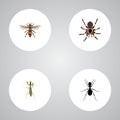 Realistic Grasshopper, Tarantula, Wasp And Other Vector Elements. Set Of Bug Realistic Symbols Also Includes Pismire