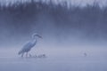 Realistic Great White Egret in the morning lake in fog Royalty Free Stock Photo