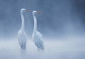 Realistic Great White Egrets in the morning lake in fog Royalty Free Stock Photo