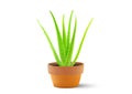 Realistic green aloe vera plant with water drops in grunge flower clay pot on white background vector illustration Royalty Free Stock Photo