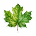 Realistic Green Canadian Maple Leaf On White Background Royalty Free Stock Photo