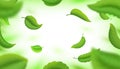 Realistic green falling leaves. Fresh flying blurred leaves isolated on white. Vector background with natural 3D tea