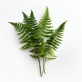 Realistic Green Fern Leaves On White Surface: Symbolic Props For Fawncore And Cottagecore