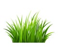 Realistic green grass. Bushes of fresh greens. Spring meadow.