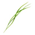 Realistic green grass with elegant leaves watercolor illustration. Green plant stem on white background. Hand drawn wild
