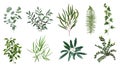 Realistic green herb plants. Nature plant leaves, greenery foliage, forest fern, eucalyptus plant, vector plants leaf