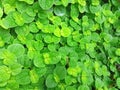 realistic green leaf texture for fresh background