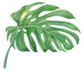 Realistic green monstera leaf and stem painted with watercolors